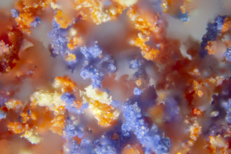 fundfarben-mikroskopfotografie